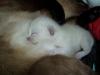 *supersüße SIAM-Kitten ...*