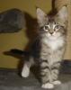 Wunderschöne Maine Coon Babys abzugeben