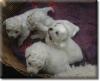 Hurra,  unsere Bichon frise Welpen sind geboren