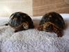 zwei Köhlerschildkröten ( m u. w ?) 2 Jahre zu verkaufen!