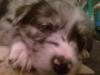 border collie welpe nala