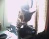 Meine kleine Katze Ming sucht ein neues zuhause