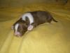 Australian Shepherd Welpen