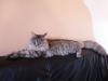 !!! SUCHE DRINGEND DECKKATER !!!!!!!!!