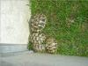 verkaufe griechische Landschildkröten