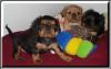 king charles spaniel oder engl