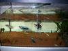 Komplettes Aquarium, Technik, Fische, Fadenfische, Skalare, Mollys, 