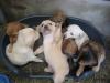 8 süsse Mischlings-Welpen suchen ein liebevolles Zuhause!