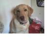 Verkaufe lieben Goldi/ Labradormix Welpe