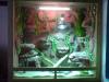 verkaufe Terrarium mit zubehör und gecko