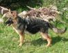 Schäferhundwelpen