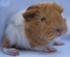 Meerschweinchen Peruaner suchen ein Zuhause