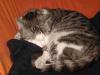 Katze in Halle/ S. zugelaufen