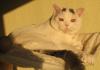 BKH Kater in blue-white/ harlekin