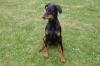 Dobermann Welpe 8 Monate /  Familienhund