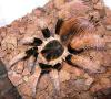 wunderschönes Megaphobema robustumweibchen