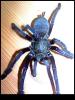 5 Cyriopagopus spec.Blue2, Malaysia
