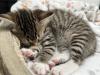 Süße verschmuste Britisch Kurzhaar,  Britisch Langhaar und mix Kitten Katzenbabys
