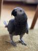 Dringend Graupapagei sucht zuhause