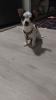Pincher Rafi sucht liebevolle zu Hause