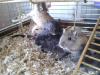 Gerbils/  Mongolische Rennmäuse