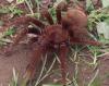 Pseudotheraphosa apophysis, Goliathvogelspinnen