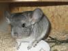 Kleiner Chinchilla Mann sucht neuen Wirkungskreis