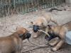 Malinois-Welpen