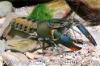 Cherax quadricarinatus/ Red Claw/ Rotscherenkrebs