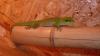 Madagaskar Tag Gecko!