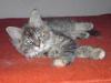 Wunderschöne Maine Coonmix Katzenkinder