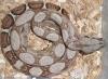 Boa constricor und Regenbogenboa ´s