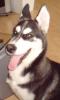 6 Monate alter Sibirian Husky Welpe