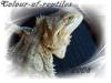 5 Farbbartagamen abzugeben ( Subadult, Adult)