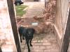 süßer labrador rüde 1 1/ 2 jahre zu verkaufen