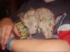 Junge Chinchillas