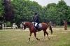 Suche Reitbeteiligung an einem Sportpferd/ pony