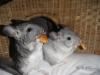 Chinchilla Babies