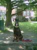 Dobermannhündin  FCI-Papiere  voll kupiert sucht dringend neues Zuhause