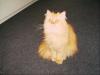 toller roter perser deckkater