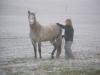 mobiler Reitunterricht,  Natural Horsemanship,  klassische Dressur
