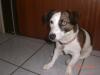 Jack Russel Weibchen