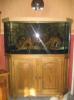 komplettes Eck Aquarium mit Unterschrank