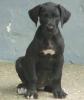 Dt.Dogge Tanja sucht neues  zu Hause ab 11.07.2008
