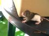 Ratten zu verkaufen