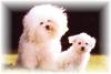 Bichon Frise Welpen Zucht/ Züchter Kleinhund im Teddylook