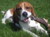 Beagle Herbert abzugeben
