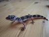 Junge Leopardgeckos abzugeben NZ 2008