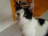 Hauskatze,  LUNA,  ca. 8 Monate alt