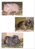 Meerschweinchenbabies, weiblich, abzugeben